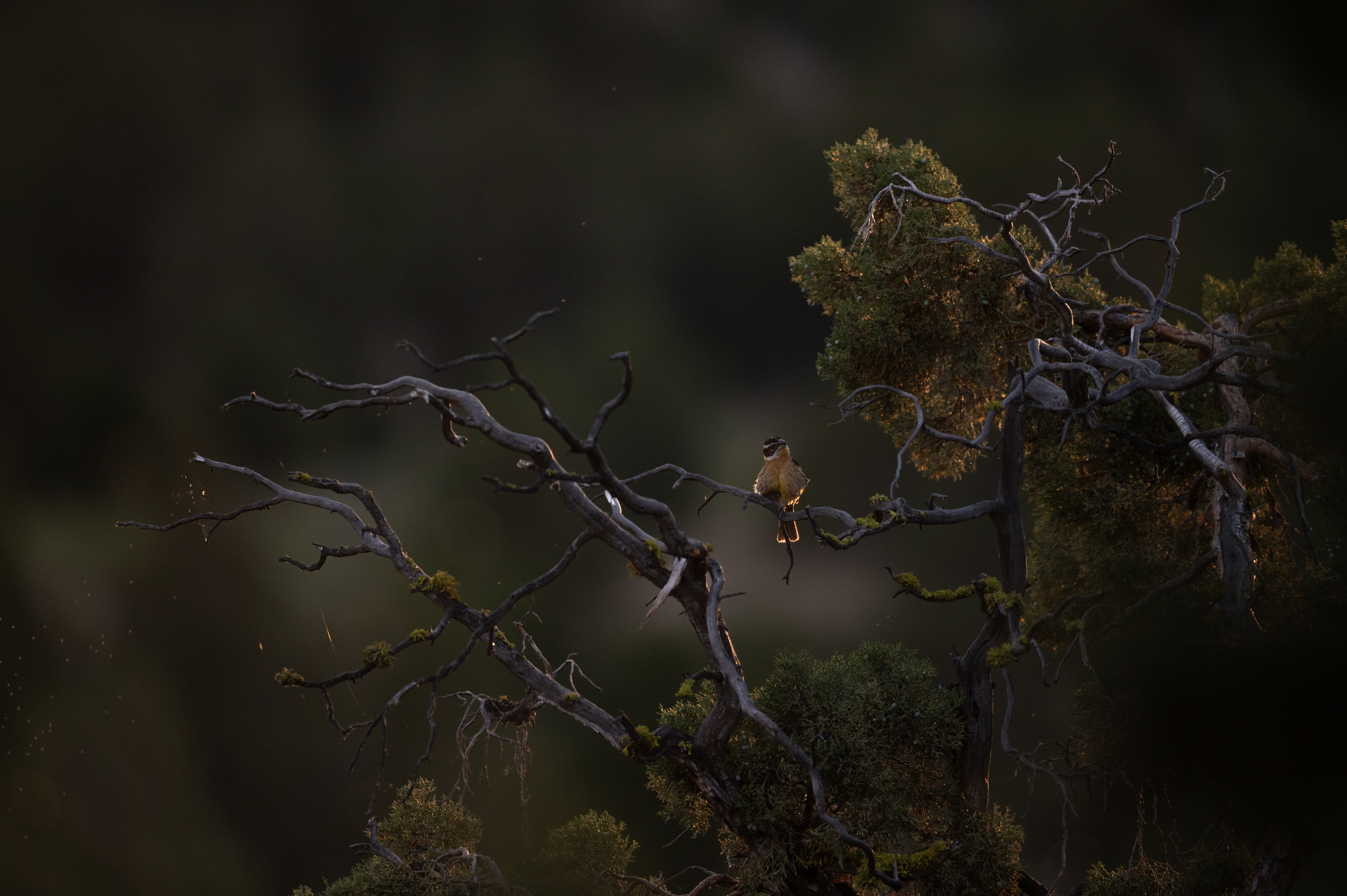 Black-headed grosbeak perched in juniper